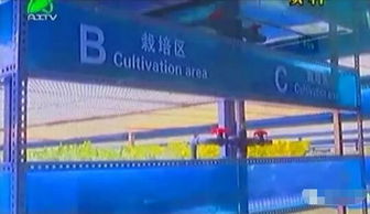 掀開植物工廠的智慧面紗 三安植物照明工廠項(xiàng)目本月底投產(chǎn)，引領(lǐng)現(xiàn)代農(nóng)業(yè)新篇章